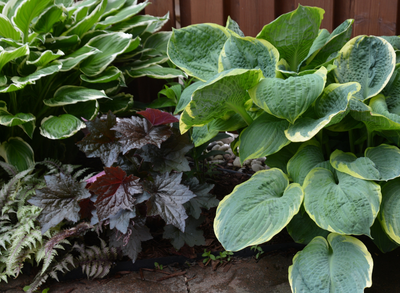 6 Spreading Groundcovers That Are Easy To Maintain