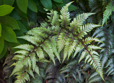 Beautiful and Hardy Ferns You Should Plant This Fall