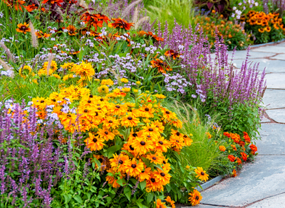 Turn your yard into a pollinator garden with these 8 native plants