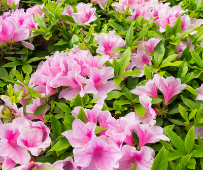 Azaleas not blooming? Try pruning this way for repeat flowering