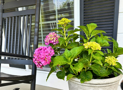 Can You Grow Flowering Shrubs in Containers? (Yes You Can, and Here’s How)