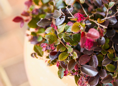 The Best Fall Shrubs for Containers