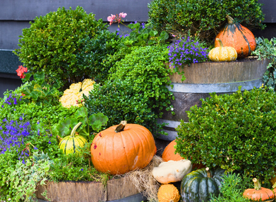 The Benefits of Planting in October