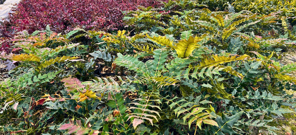 All About Mahonias: The Striking Evergreen Your Garden Can't Do Without |  GoBuyPlants