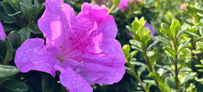 The Elegance of Encore® Azaleas Awaits Your Garden