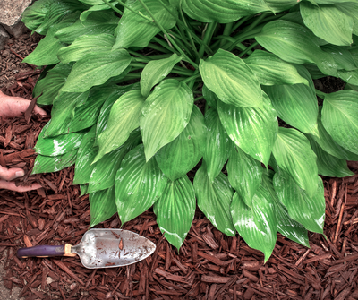 How to Divide Perennial Root Clumps in 7 Easy Steps (And Why You Should)