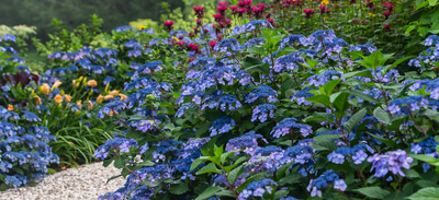 New Year, New Shrubs for Your Landscape