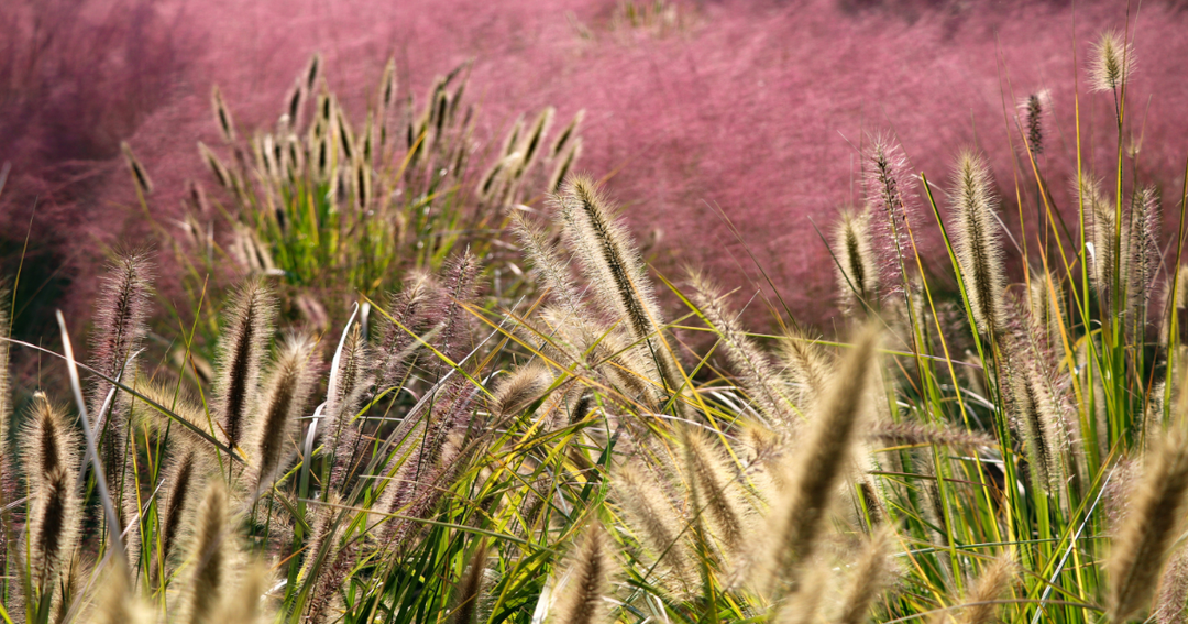 Why Ornamental Grasses Belong in Every Garden