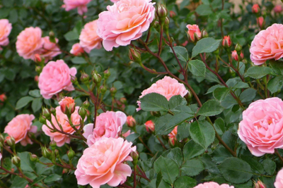 Give the Gift of Roses That Keep Blooming!