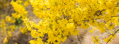 Shrubs That Bloom in Winter and Early Spring