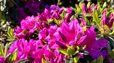 Tips for Cultivating and Nurturing Azaleas