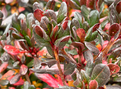 Exploring the Beauty of Azalea Foliage Throughout the Seasons