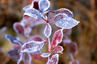 Tips to Ensure the Survival of Your Plants in Freezing Temperatures