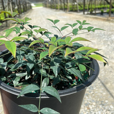 Skip Bamboo and Plant Heavenly Bamboo Instead (4 Reasons to Plant Nandinas)