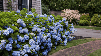 How to Care for Hydrangeas in the Summer Heat
