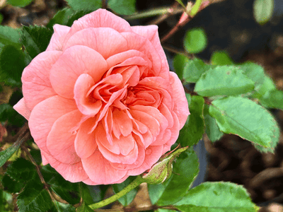The Advantages of Drift® Roses and Knockout® Roses in Your Garden