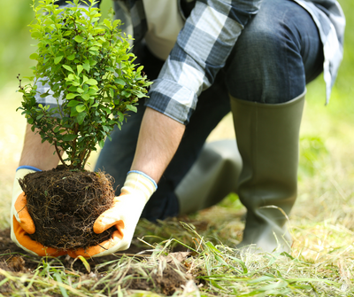 A Beginner’s Guide to Planting Trees and Shrubs in 6 Simple Steps