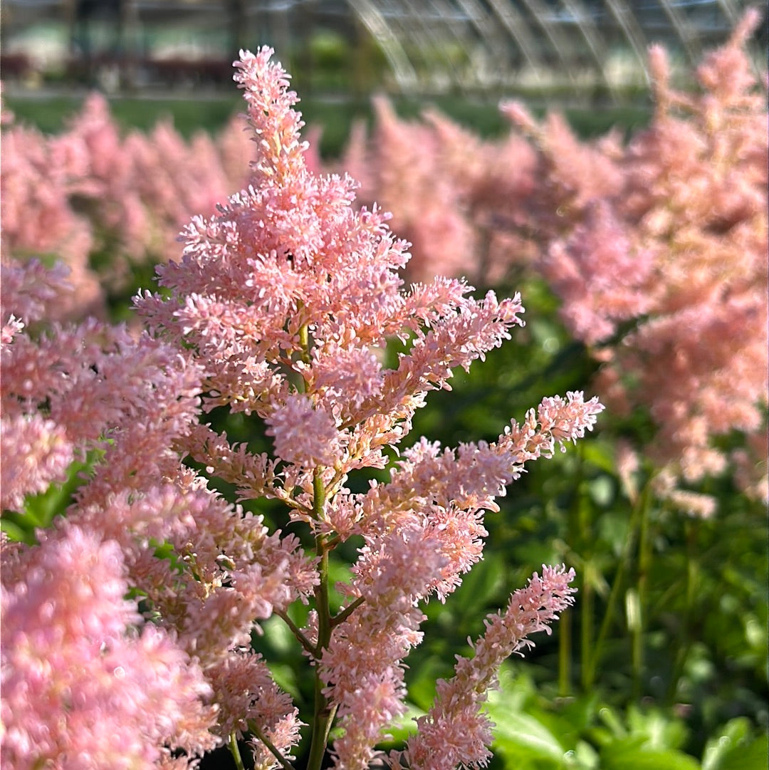 Astilbe