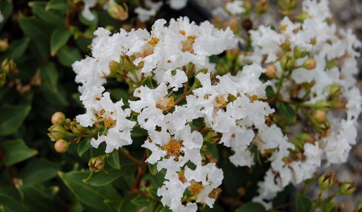 Gardener's Confidence®