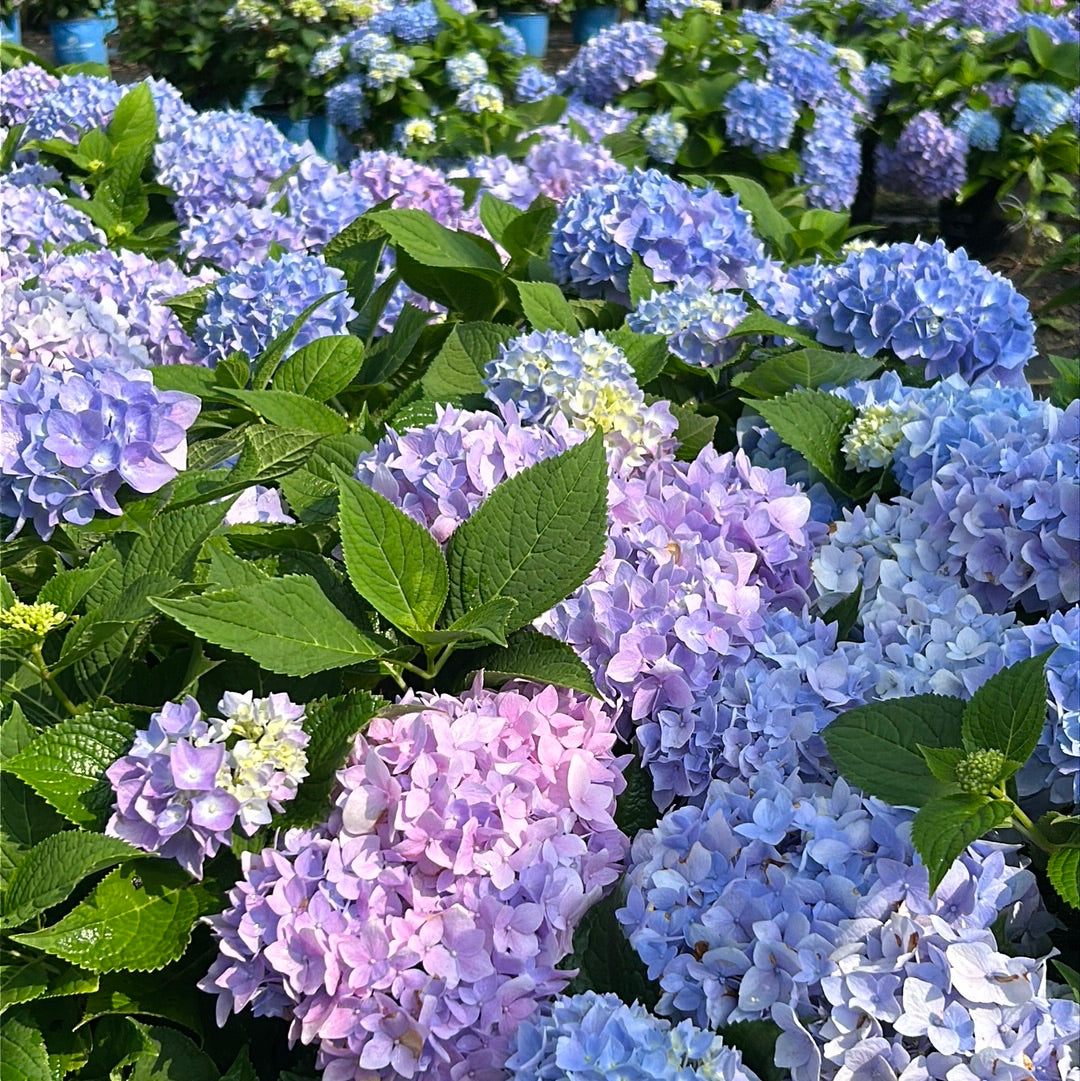 Best Selling Shrubs