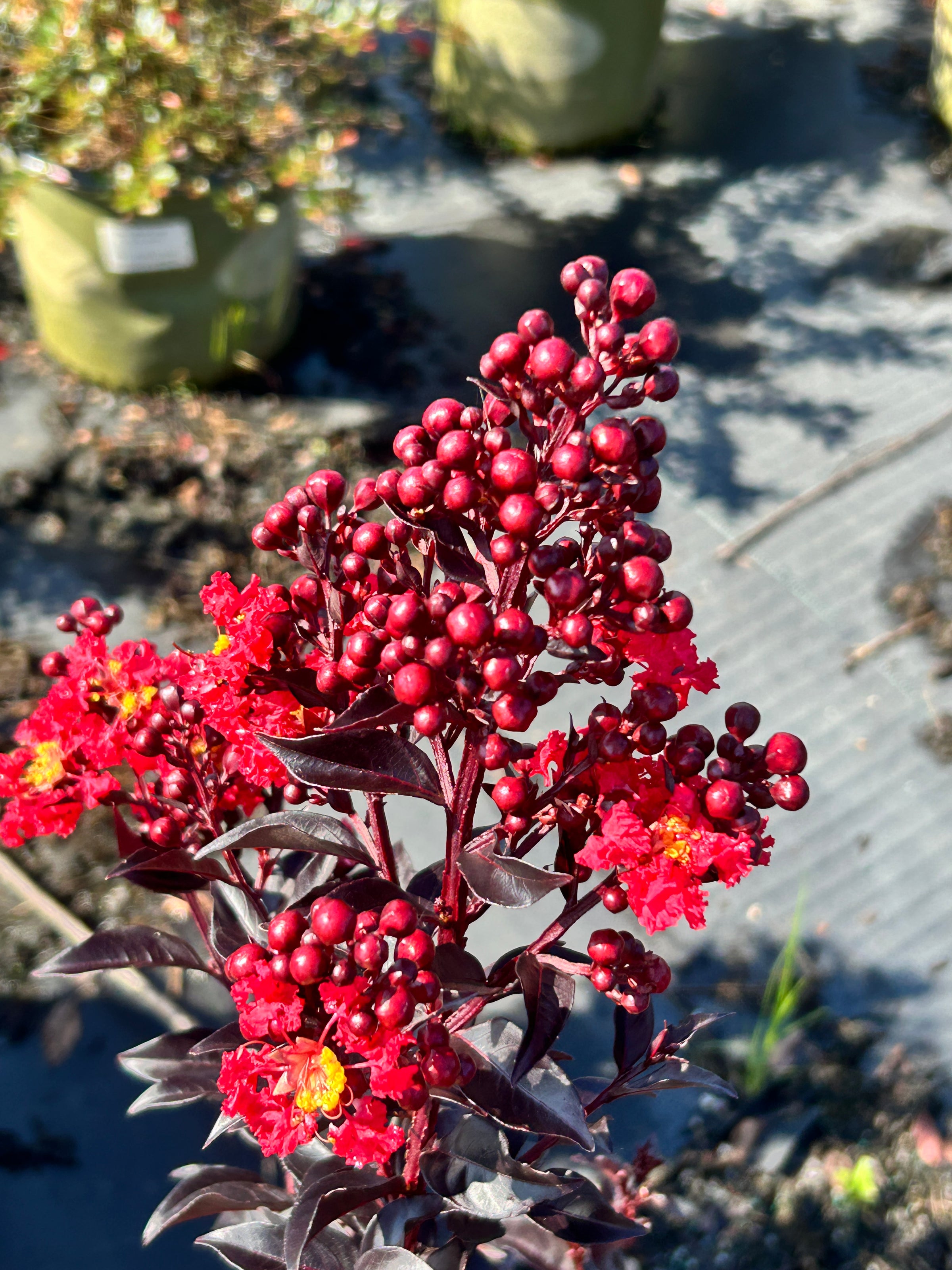 Crape Myrtle