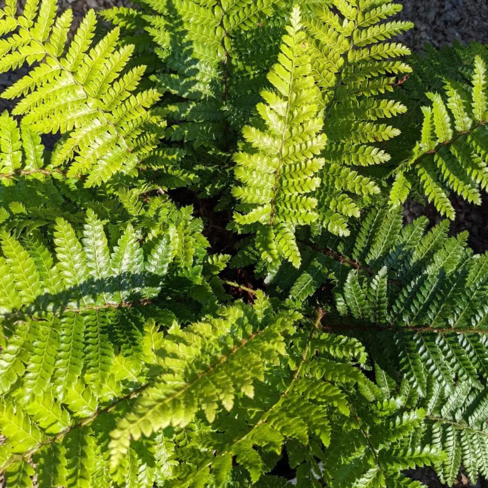 Ferns