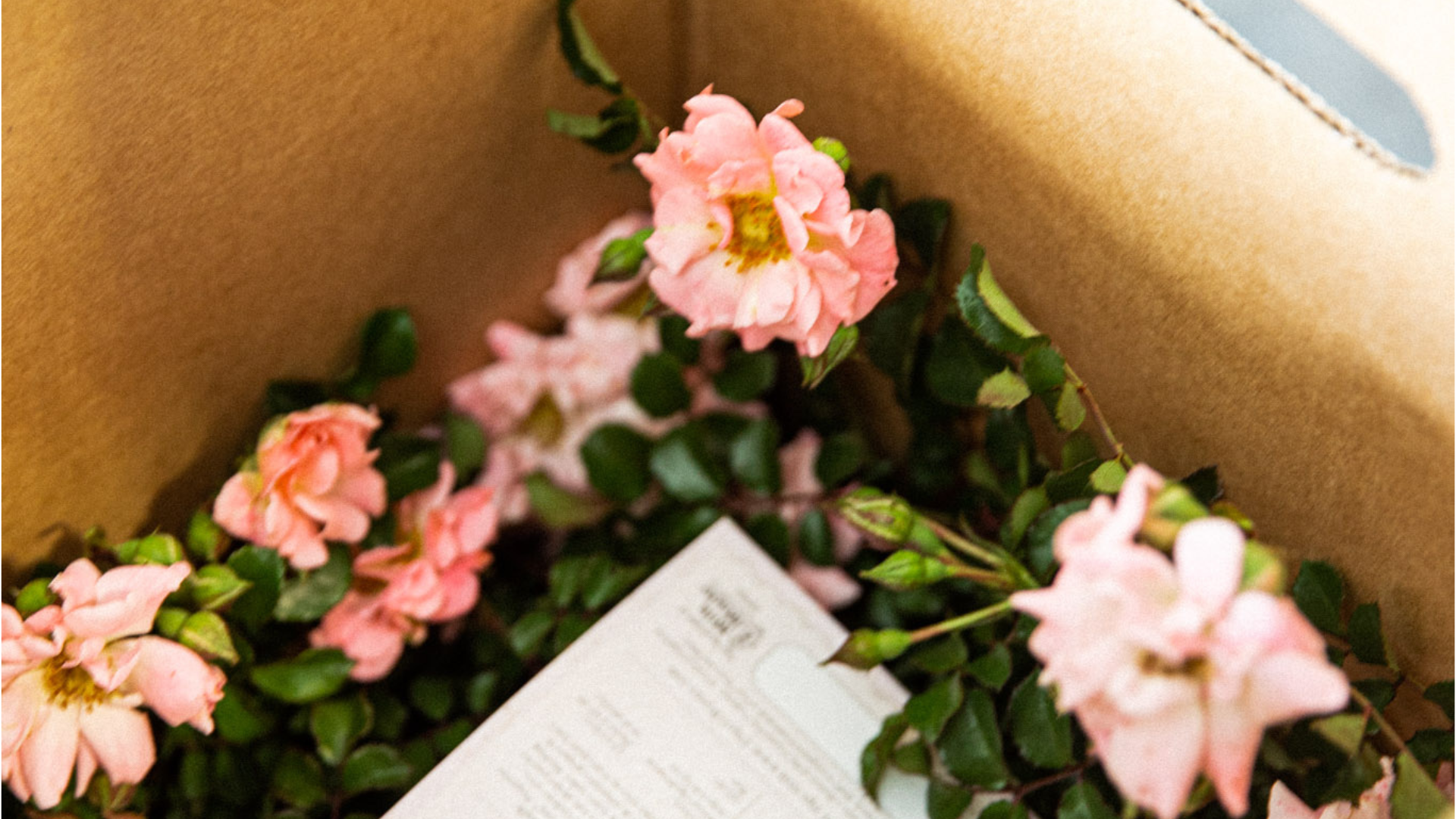 Low Maintenance Plants for Mom
