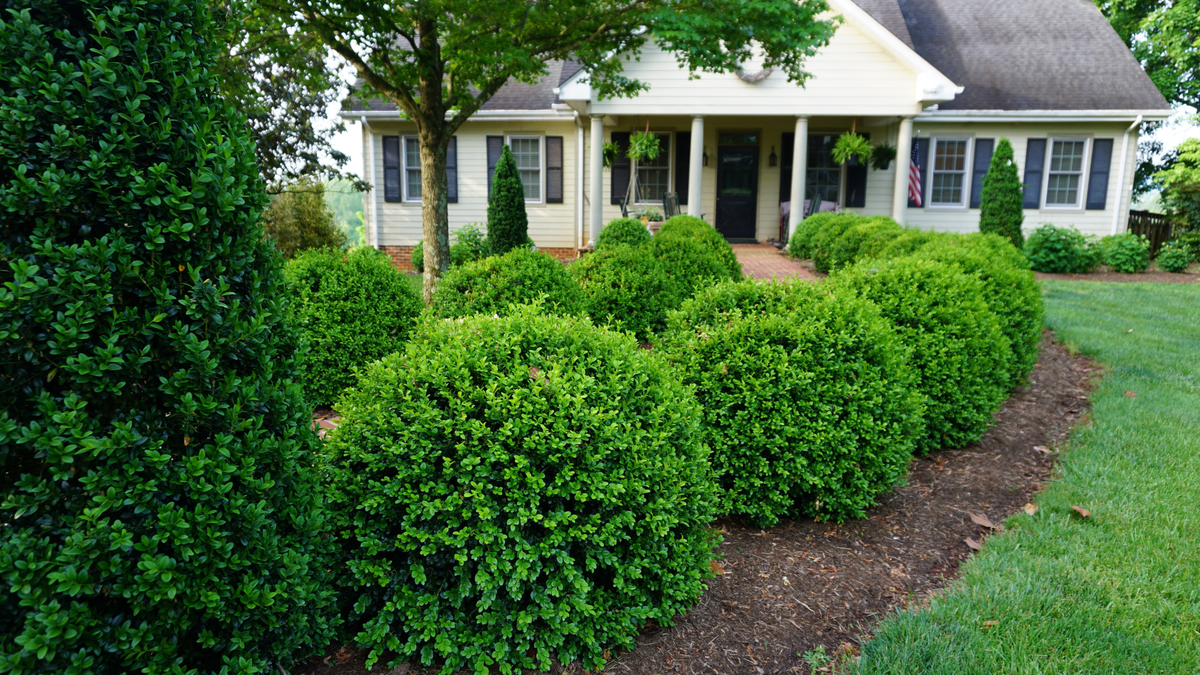 Foundation Planting