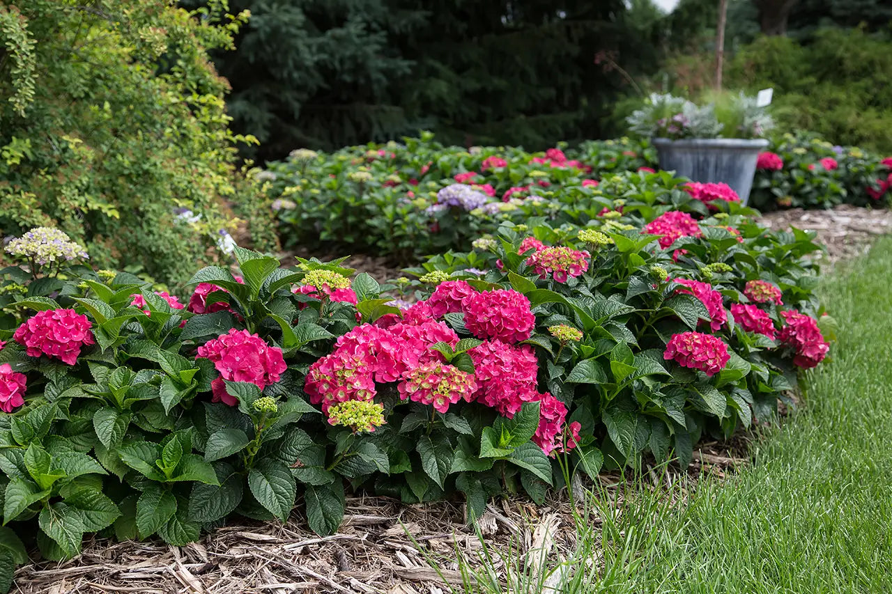 Endless Summer® Shrubs