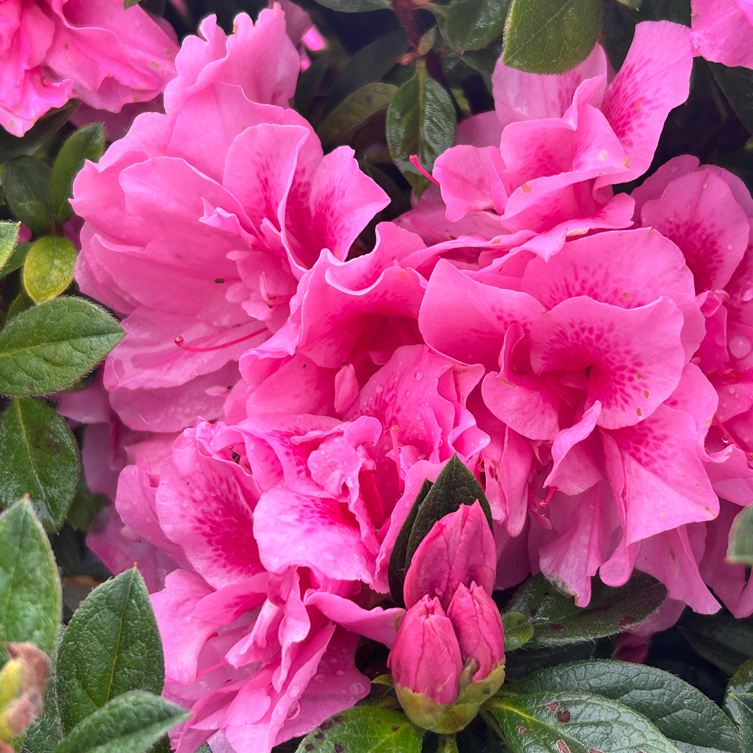 Azaleas GoBuyPlants azaleas-gobuyplants