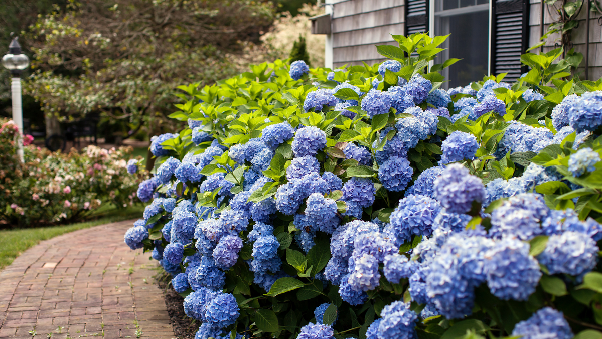 Endless Summer Shrubs GoBuyPlants endless-summer-shrubs-gobuyplants