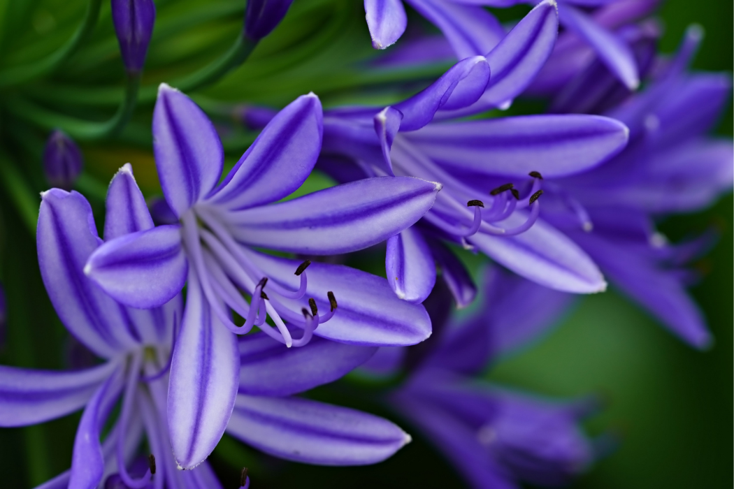 Agapanthus