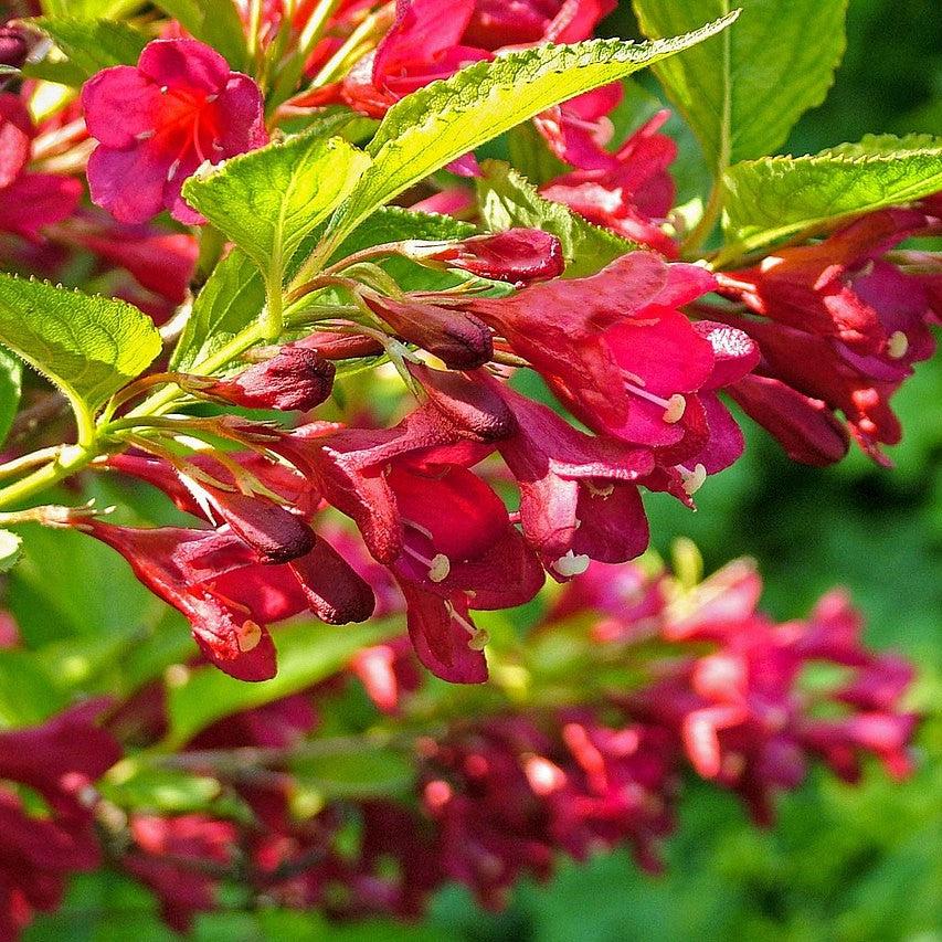 Weigela