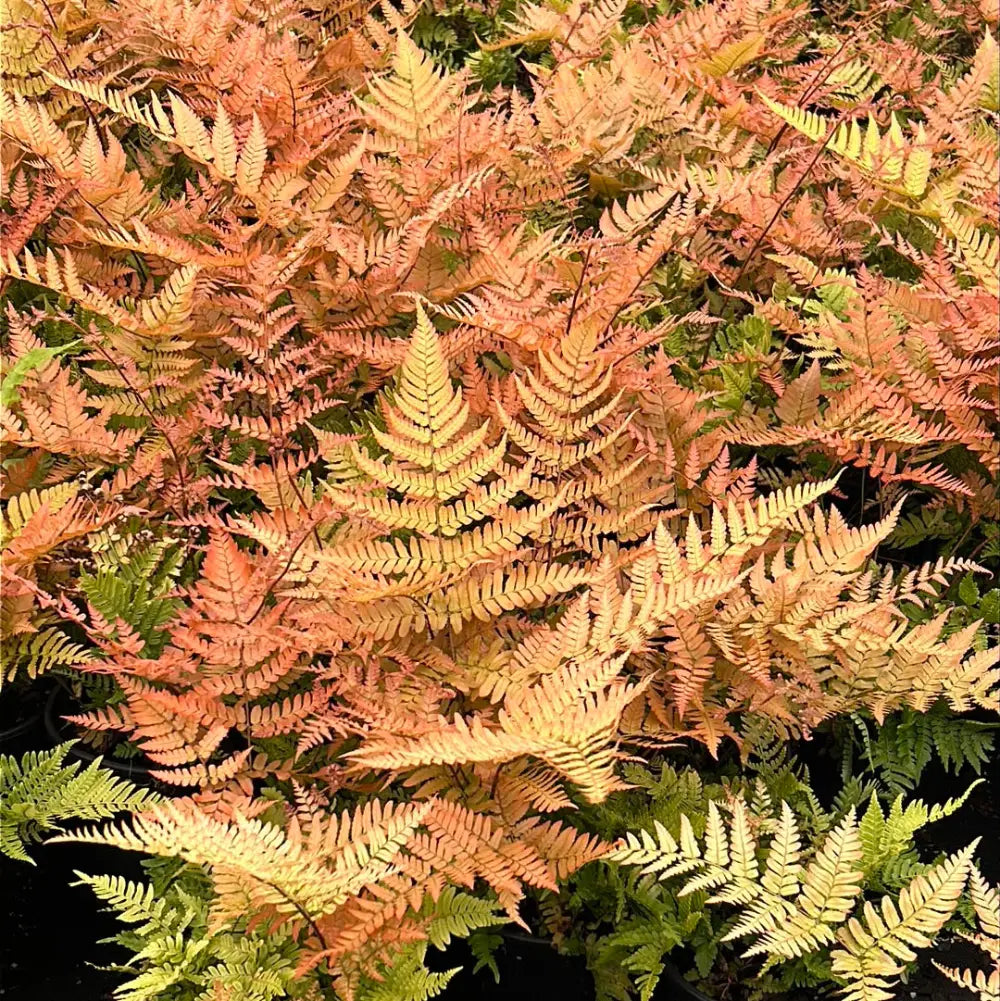Brilliance Autumn Fern with copper orange new fronds