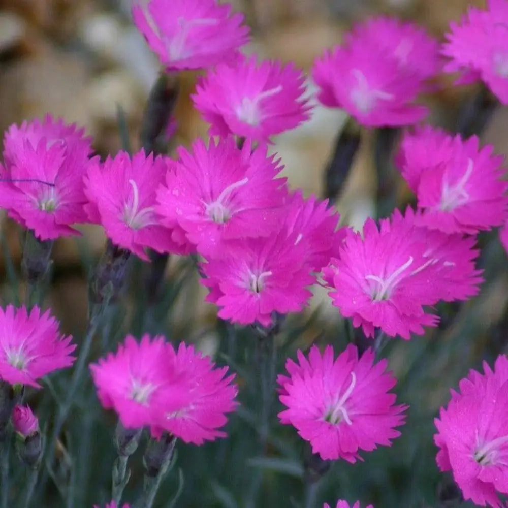 Firewitch Dianthus with fragrant magenta flowers and blue green foliage