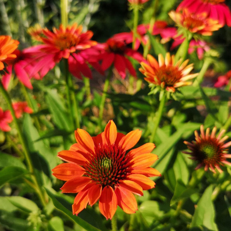 Cheyenne Spirit Coneflower with mixed orange red purple and yellow flowers