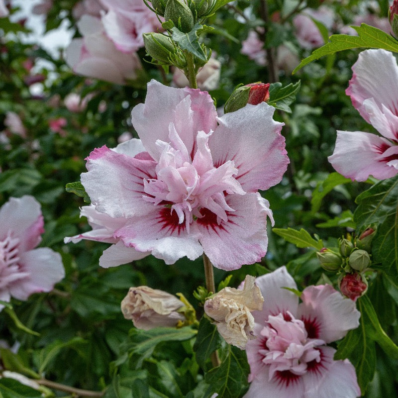 Peppermint Smoothie Rose of Sharon with double pink and red flowers
