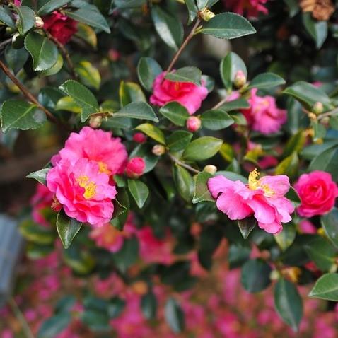 Bonanza Camellia with crimson pink semi double flowers