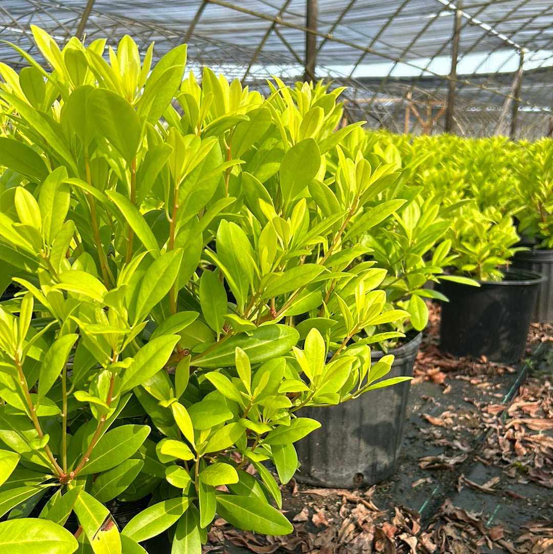 Florida Sunshine Anise with golden foliage and bright red stems