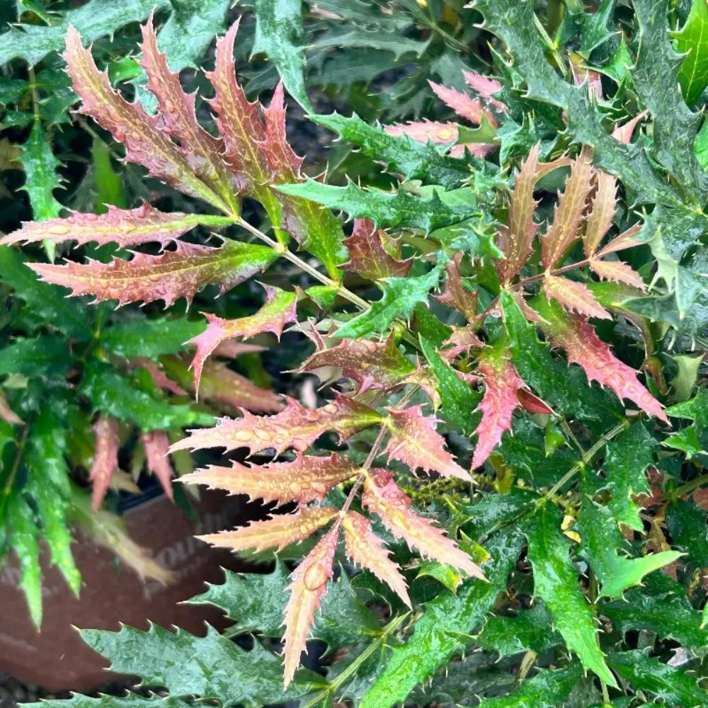 Beijing Beauty Mahonia with yellow flower panicles and dark green foliage