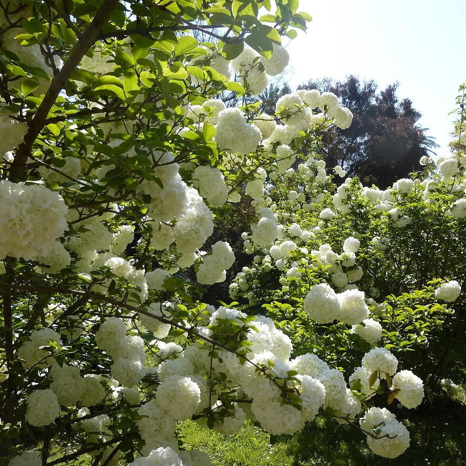 Privacy Shrubs