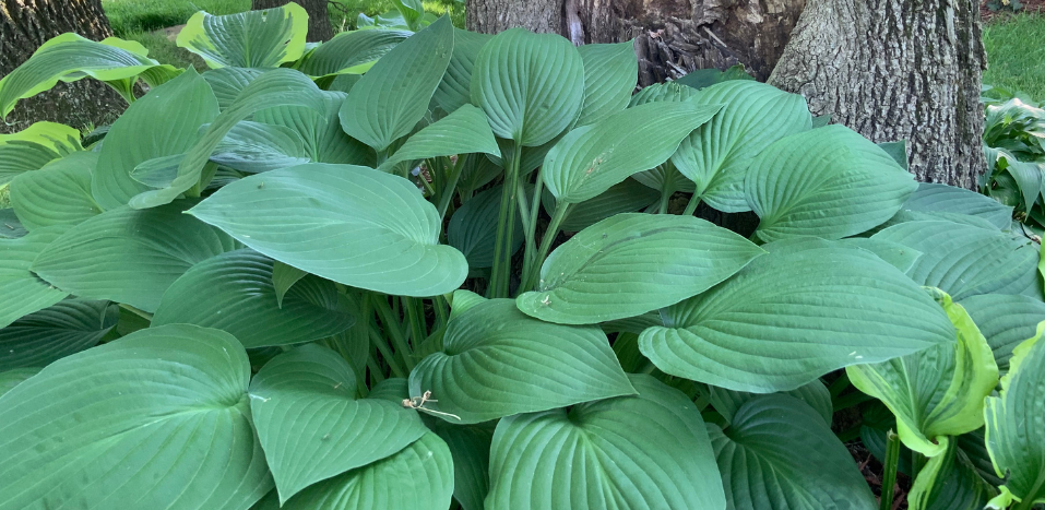 Shade Perennials