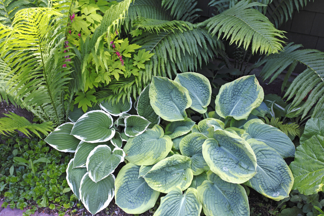 Shade Perennials