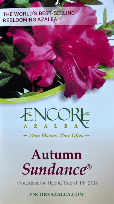 Rhododendron ‘Roblef’ ~ Encore® Autumn Sundance™ Azalea
