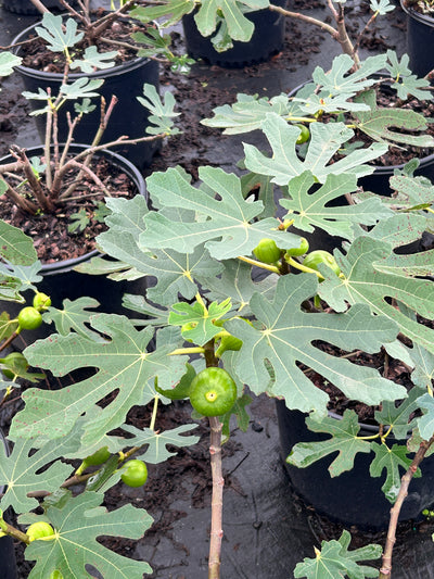 Brown Turkey Fig