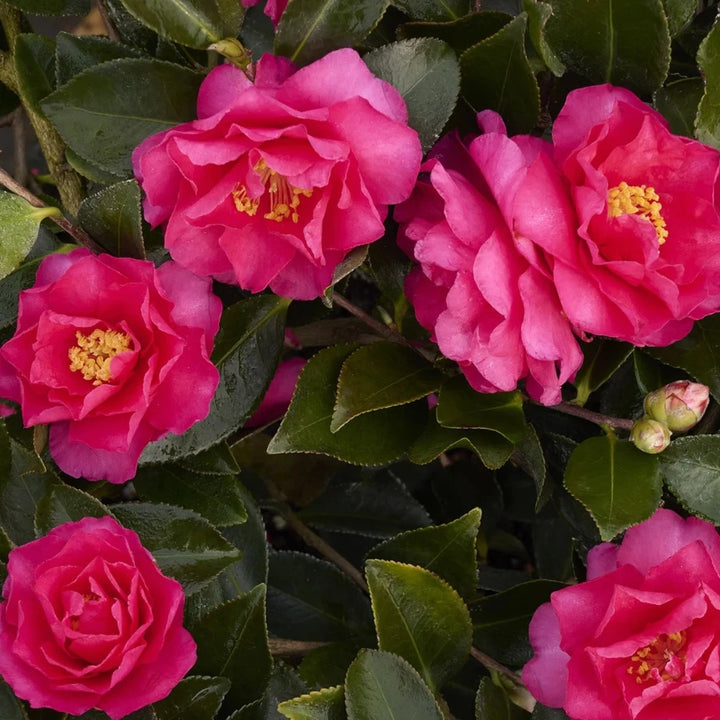 Shishi Gashira Camellia with large pink peony like flowers