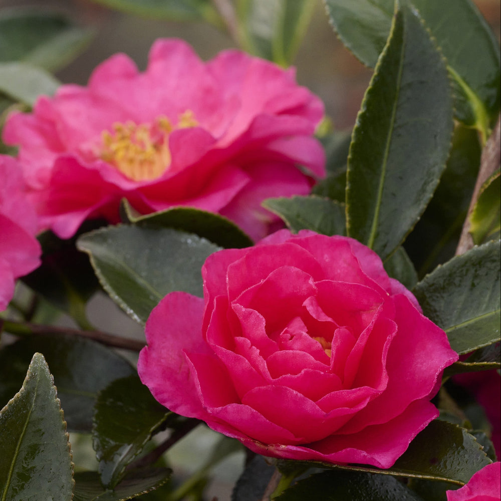 Shishi Gashira Camellia with large pink peony like flowers