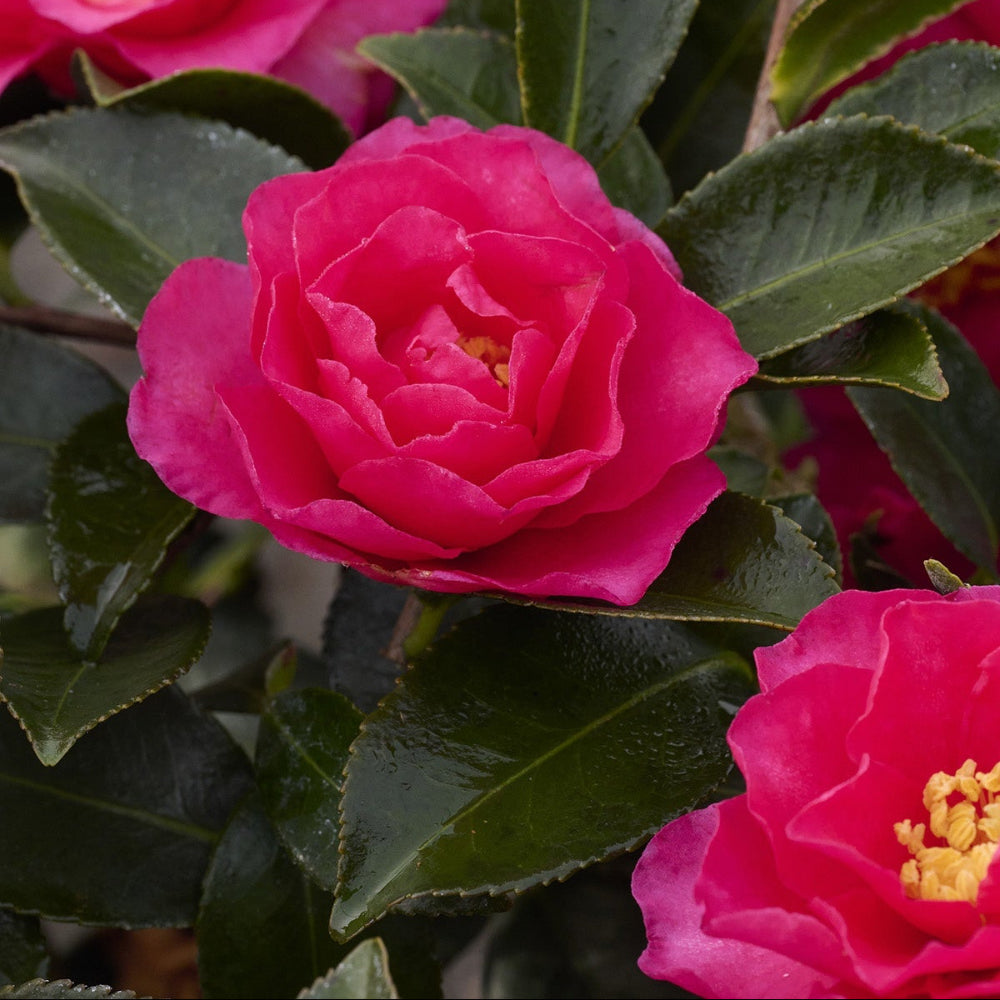 Shishi Gashira Camellia with large pink peony like flowers