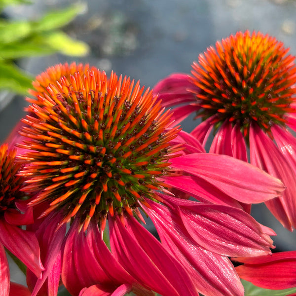 Echinacea x 'Cheyenne Spirit' ~ Cheyenne Spirit Echinacea, Coneflower