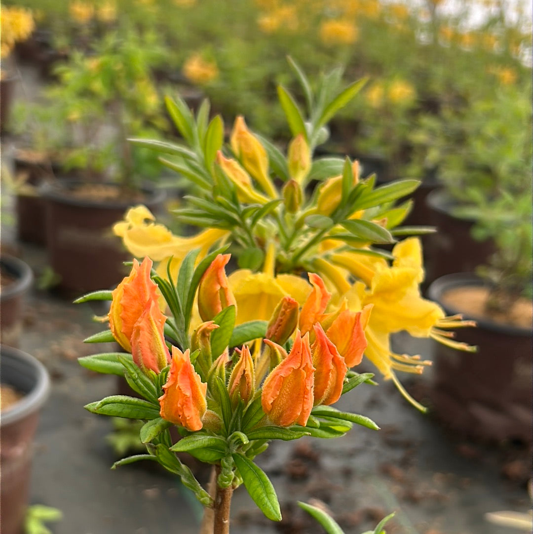 Rhododendron ‘QbackB’ PP27083 ~ Azalea Sunbow® Solar Flare